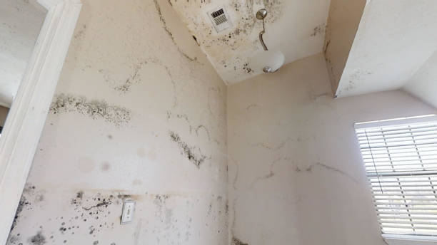 Trusted West Yellowstone, MT Mold Removal Experts