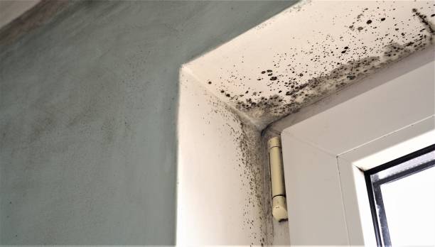 Best Water Damage & Mold Remediation  in West Yellowstone, MT
