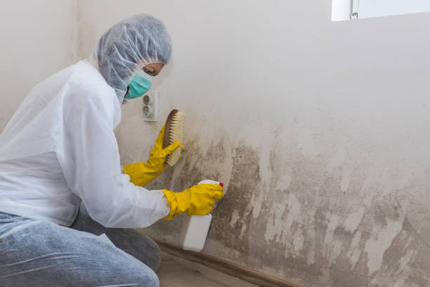 Best Real Estate Mold Inspection  in West Yellowstone, MT