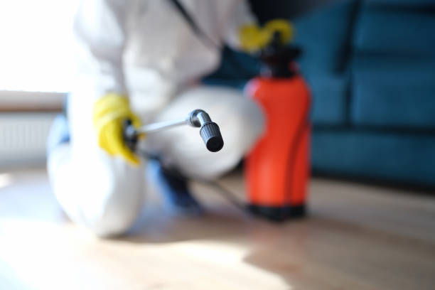 Best Mold Damage Restoration  in West Yellowstone, MT