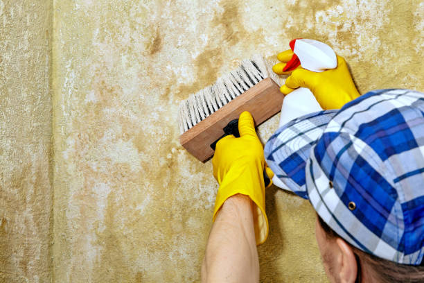 Asbestos and Lead Testing During Mold Inspection in West Yellowstone, MT