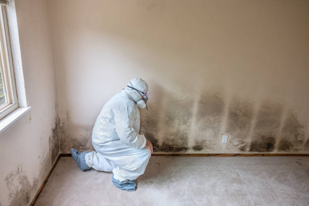 Best Crawl Space Mold Remediation  in West Yellowstone, MT