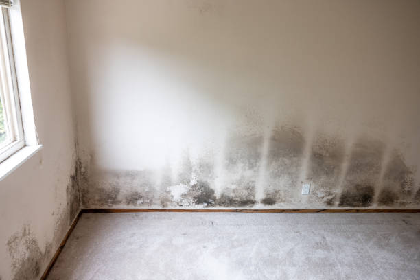 Best Forensic Mold Investigation  in West Yellowstone, MT