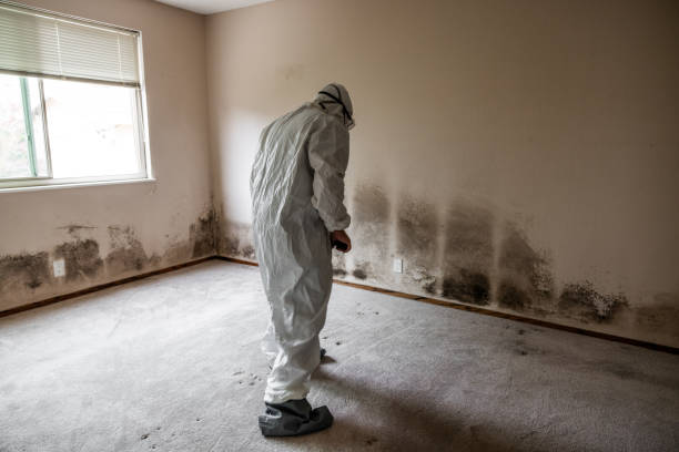 Best Mold Odor Removal Services  in West Yellowstone, MT