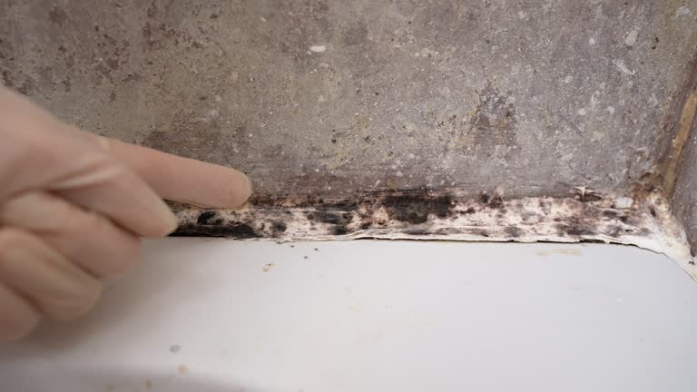 Best Post-Construction Mold Inspection  in West Yellowstone, MT