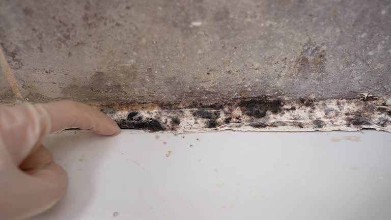 Best Mold Removal for HVAC Installations  in West Yellowstone, MT